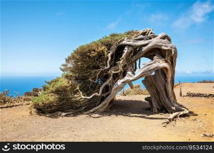 Juniper tree bent by wind. Famous landmark in El Hierro, Canary Islands. High quality photo.  Juniper tree bent by wind. Famous landmark in El Hierro, Canary Islands