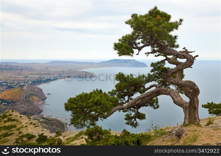 juniper tree on rock and Sudak City background (Crimea, Ukraine).