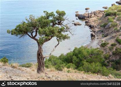 "juniper tree on rock ("Novyj Svit" reserve, Crimea, Ukraine)."