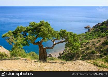 "juniper tree on rock ("Novyj Svit" reserve, Crimea, Ukraine)."