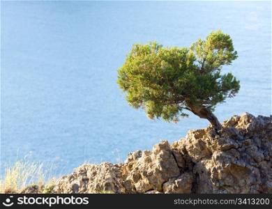 "juniper tree on rock on sea surface background ("Novyj Svit" reserve, Crimea, Ukraine)."
