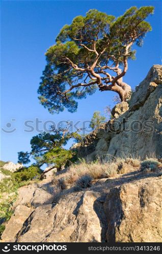 "juniper tree on rock on sky background ("Novyj Svit" reserve, Crimea, Ukraine)."