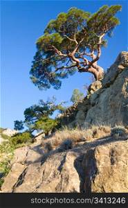 "juniper tree on rock on sky background ("Novyj Svit" reserve, Crimea, Ukraine)."