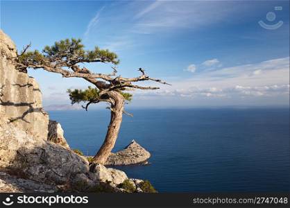 juniper tree on rocky coast of Black sea. Novyj Svet recreation area. Crimea, Ukraine