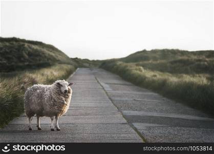 Just one sheep on a country road, through dunes with moss and beachgrass, on North Frisian island of Sylt, Germany, in the morning. Nature reserve.