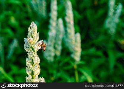 Justicia betonica (White Shrim Plant, Squirrel' Tails) with bee,green background