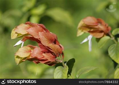 Justicia brandegeeana, Mexican shrimp plant, shrimp plant is an evergreen shrub in the genus Justicia of the family Acanthaceae.
