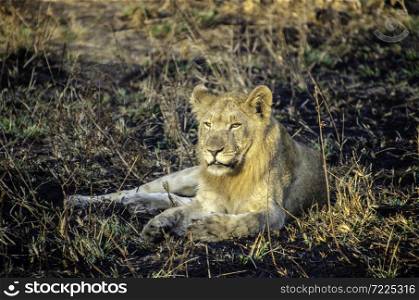 Juvenil male lion resting