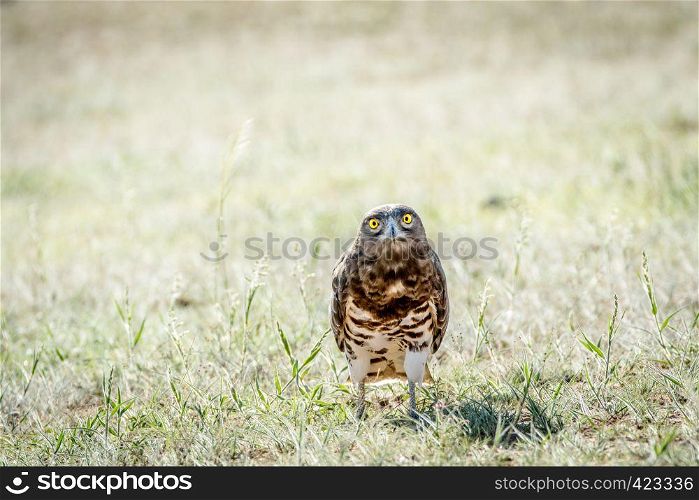 Juvenile Black-chested snake eagle standing in the grass in the Kalagadi Transfrontier Park, South Africa.
