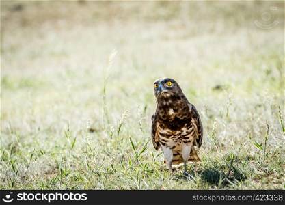 Juvenile Black-chested snake eagle standing in the grass in the Kalagadi Transfrontier Park, South Africa.