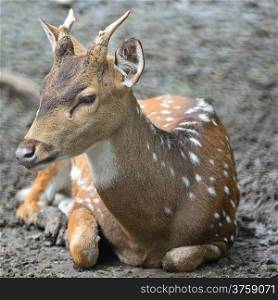 Juvenile male Spotted deer or Axis deer (Cervus axis)
