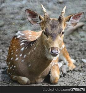 Juvenile male Spotted deer or Axis deer (Cervus axis)