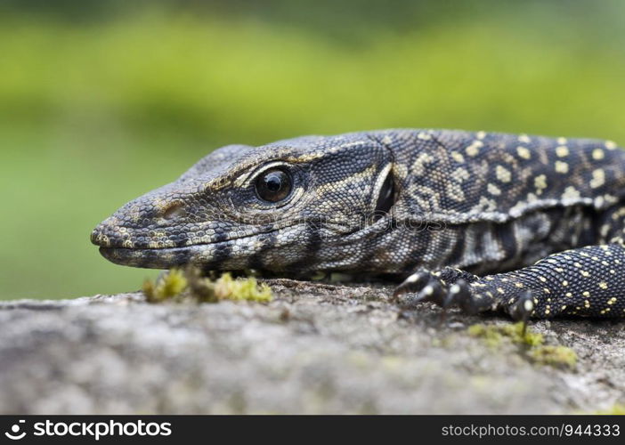 Juvenile of monitor lizard seen foraging in the periyar tiger reserve, kerala