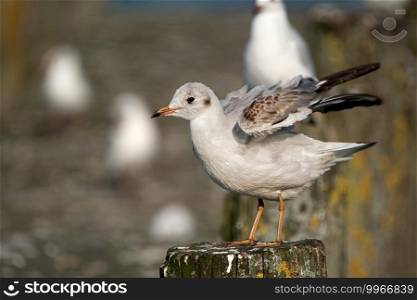 juvenile seagull spreading the wings standing on a wooden pole
