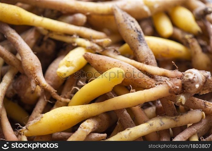 Kaempfer root for food and Thai or Chinese herbal medicine nature - Other names Fingerroot ( Chinese Ginger, Galingale, Kaempfer, Boesenbergia rotunda, Krachai )