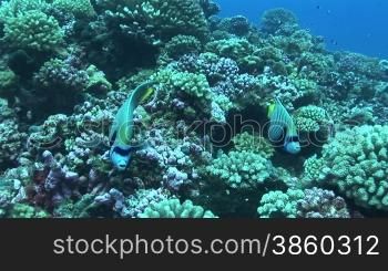 Kaiserfisch, Emperor Angelfish, Pomacanthus imperator, schwimmt im Korallenriff