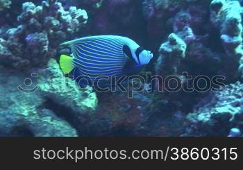 Kaiserfisch, Emperor Angelfish, Pomacanthus imperator, schwimmt im Korallenriff