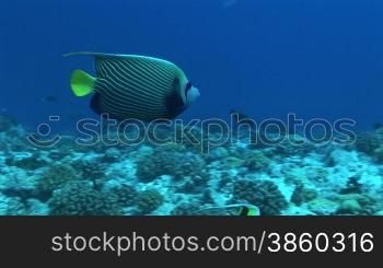 Kaiserfisch, Emperor Angelfish, Pomacanthus imperator, schwimmt im Korallenriff