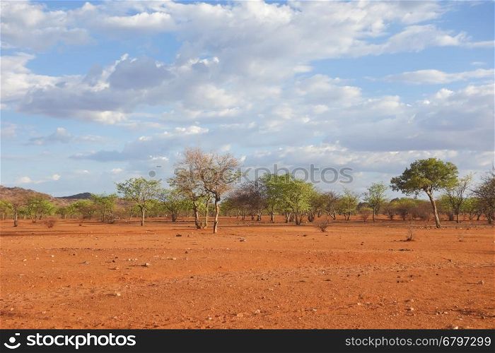 Kalahari landscape
