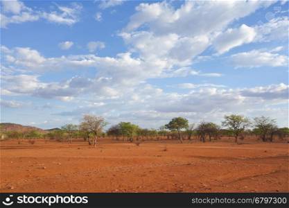 Kalahari landscape
