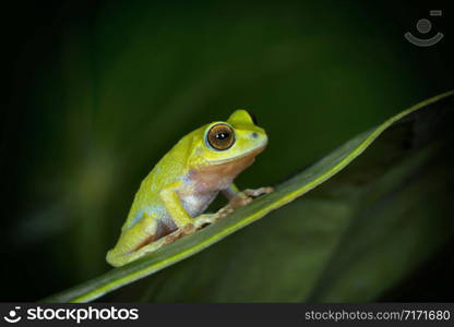 Kalakad gliding frog or Langbian flying frog, Rhacophorus calcadensis replacement for Rhacophorus Beddomi, Kerala, India