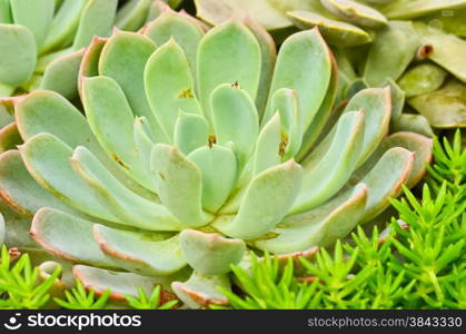 Kalanchoe Blossfeldiana