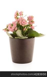 Kalanchoe Calandiva flowers in flower pot on a white background