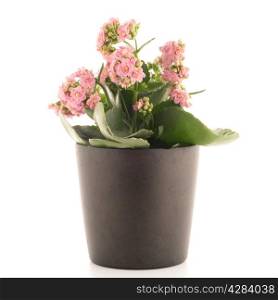 Kalanchoe Calandiva flowers in flower pot on a white background