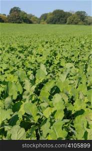 Kale crop