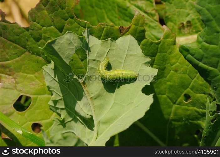 Kale crop being eaten by pests
