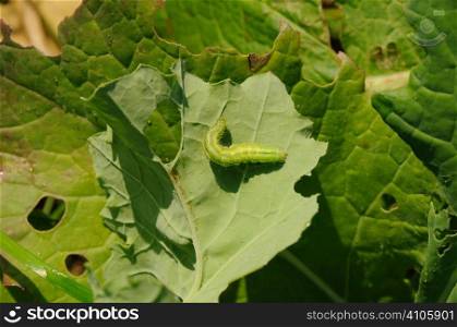 Kale crop being eaten by pests