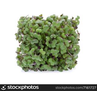 kale sprout isolated on white background