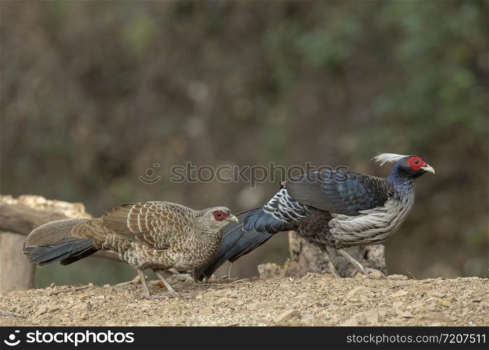 Kalij pheasant Male and Female, Lophura leucomelanos, Sattal, India
