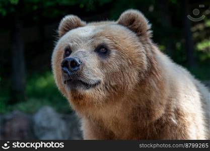 Kamchatka bear  Ursus arctos beringianus . Kamchatka bear in the grass  Ursus arctos beringianus 