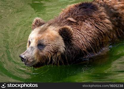 Kamchatka Brown bear  Ursus arctos beringians  in water.