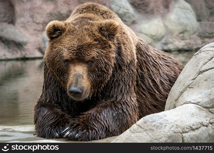 Kamchatka Brown bear Ursus arctos beringianus . Brown fur coat, danger and aggresive animal. Big mammal from Russia.. Kamchatka Brown bear Ursus arctos beringianus . Brown fur coat, danger and aggresive animal.