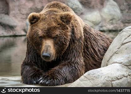 Kamchatka Brown bear Ursus arctos beringianus . Brown fur coat, danger and aggresive animal. Big mammal from Russia.. Kamchatka Brown bear Ursus arctos beringianus . Brown fur coat, danger and aggresive animal.