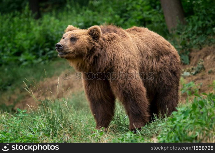 Kamchatka Brown bear (Ursus arctos beringianus). Brown fur coat, danger and aggresive animal. Big mammal from Russia.