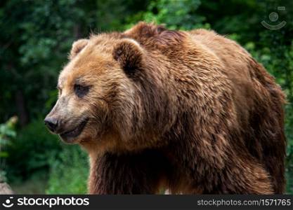 Kamchatka Brown bear (Ursus arctos beringianus). Brown fur coat, danger and aggresive animal. Big mammal from Russia.