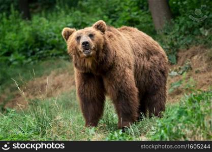 Kamchatka Brown bear  Ursus arctos beringianus . Brown fur coat, danger and aggresive animal. Big mammal from Russia.