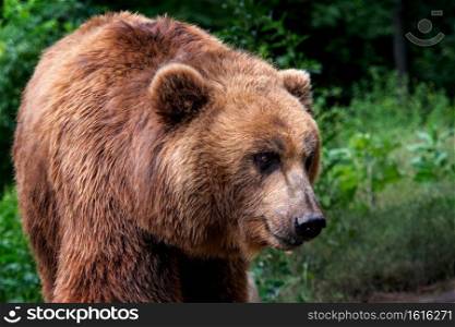 Kamchatka Brown bear  Ursus arctos beringianus . Brown fur coat, danger and aggresive animal. Big mammal from Russia.