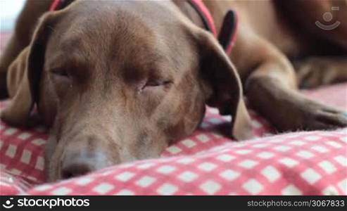 Kamerafahrt an einem braunen Hund der Rasse Labrador entlang, liegt erst schlafend und dann offnet die Augen und verfolgt den Fokus