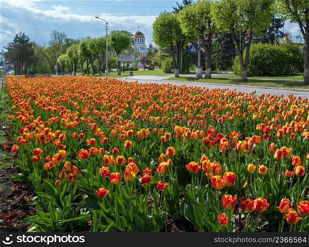 Kamianets-Podilskyi, Khmelnytsky region, Ukraine. Avenue with beautiful spring flower bed with a lot of colored tulip flowers.