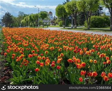 Kamianets-Podilskyi, Khmelnytsky region, Ukraine. Avenue with beautiful spring flower bed with a lot of colored tulip flowers.