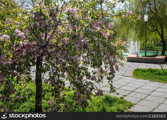 Kamianets-Podilskyi, Khmelnytsky region, Ukraine. Beautiful spring city park with blossoming sakura or cherry blossom tree near fountain.