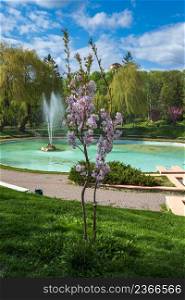 Kamianets-Podilskyi, Khmelnytsky region, Ukraine. Beautiful spring city park with blossoming sakura or cherry blossom tree near fountain.