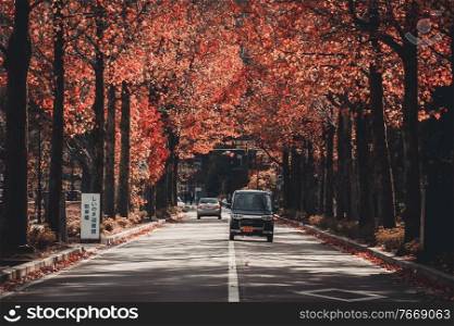 Kanazawa, Japan - November 15, 2018  Cars driving along the street through colorful autumn maple tree alley. The viewing of autumn’s changing colours is a national obsession in Japan.. Cars driving along the street through colorful autumn maple tree alley, Kanazawa, Japan