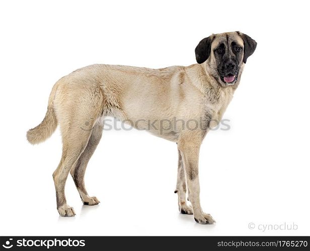 Kangal Shepherd Dog in front of white background