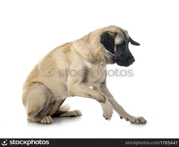 Kangal Shepherd Dog in front of white background