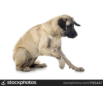 Kangal Shepherd Dog in front of white background